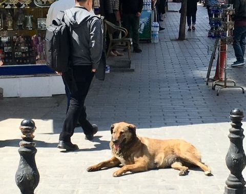 Istanbul — photo 11